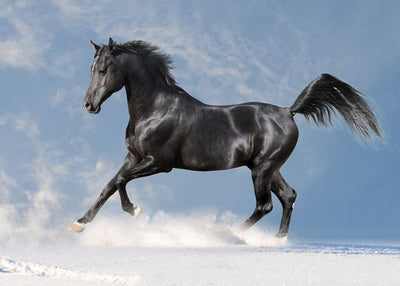 Konj crni u snegu Default Title