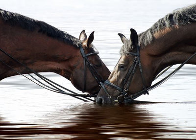 Konj dva konja piju vodu Default Title