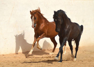 Konj dva konja Default Title