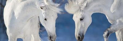 Konj dva prelepa bela Default Title