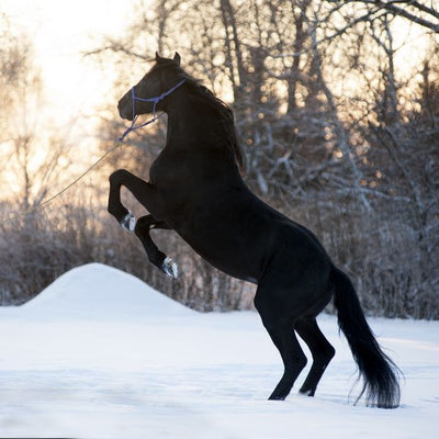 Konj na snegu Default Title