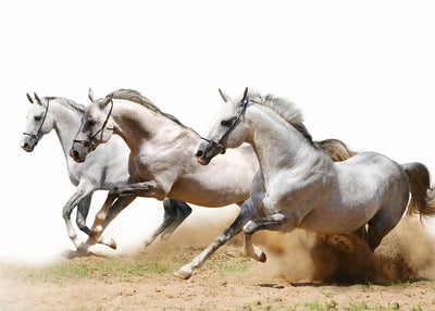 Konj tri bela sa strane Default Title