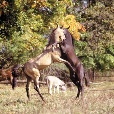 Konj zagrljaj konja u vazduhu Default Title