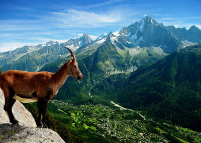 Koza na vrhu planine Default Title