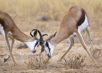 Antilope male se bore Default Title