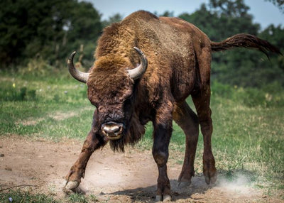 Bizon ljut Default Title