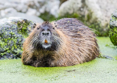 Dabar lezi Default Title