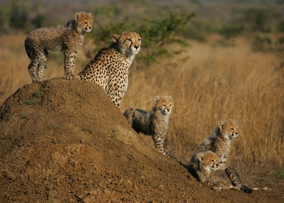 Gepard porodicna Default Title