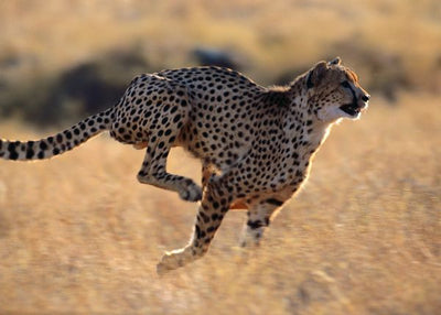 Gepard trci brzo Default Title