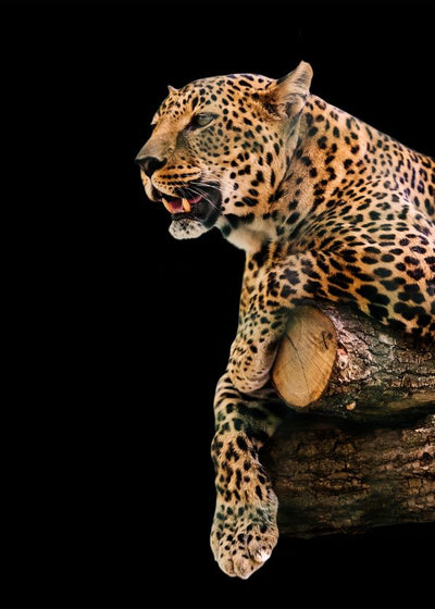 Jaguar na drvetu Default Title