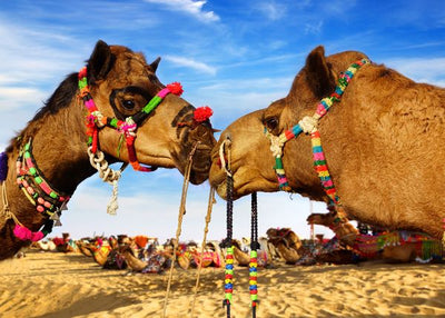 Kamila se ljubi Default Title