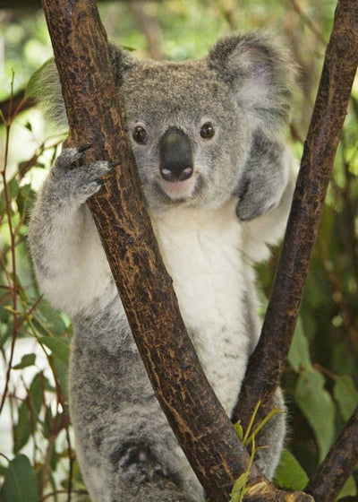 Koala debela Default Title