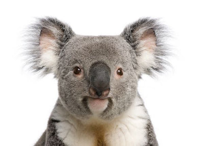 Koala izbliza Default Title