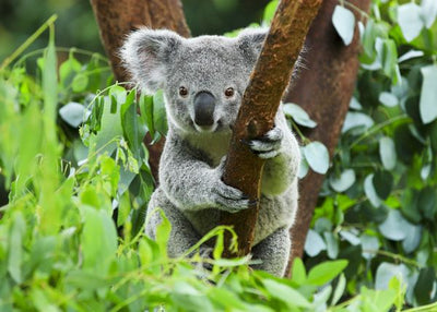 Koala medju granama i liscem Default Title