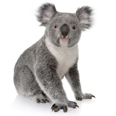 Koala na beloj pozadini Default Title