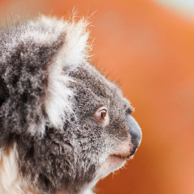 Koala profil Default Title