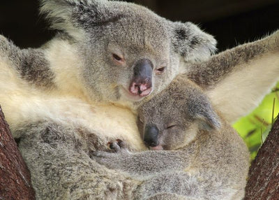 Koala sa bebom Default Title
