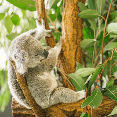 Koala se naslonila na granu i spava Default Title