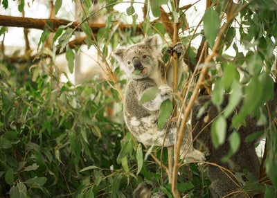 Koala u vrtu Default Title