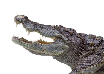 Krokodil i pozadina bela Default Title