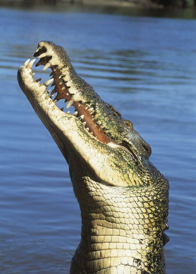 Krokodil u vodi uspravljen Default Title
