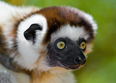 Lemur sa zelenim ocima Default Title