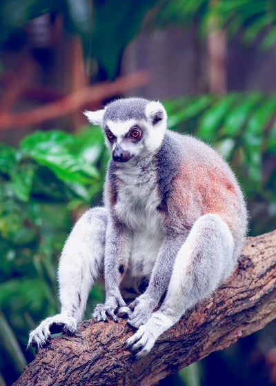 Lemur sedi na drvetu Default Title