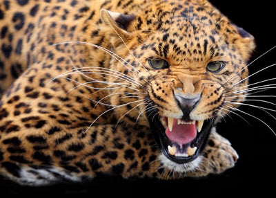 Leopard besan Default Title