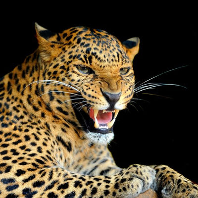 Leopard crna pozadina Default Title