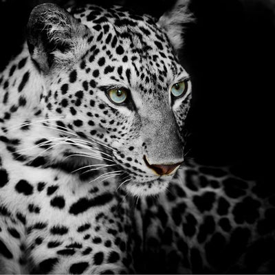 Leopard crno bela Default Title