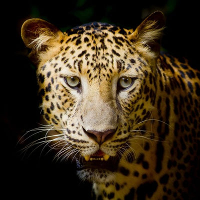 Leopard glava crna pozadina Default Title