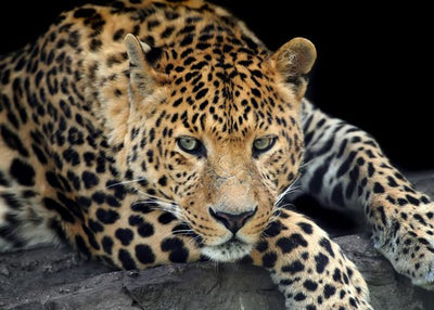 Leopard gleda i vreba Default Title