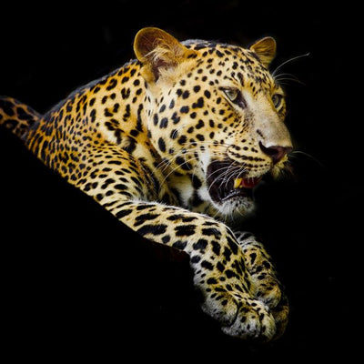 Leopard lezi crna pozadina Default Title