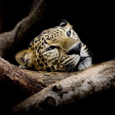 Leopard na grani vrebi Default Title