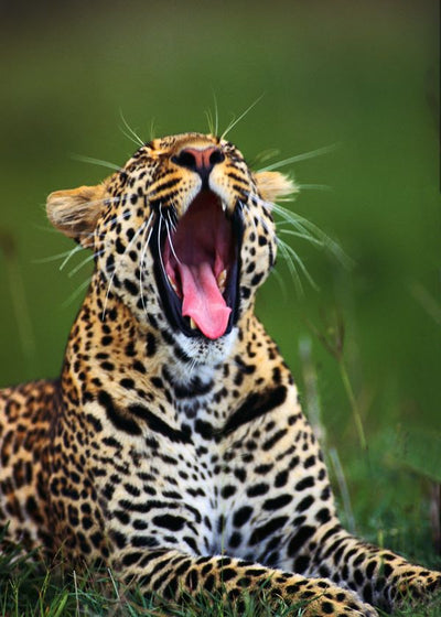 Leopard otvorio usta Default Title