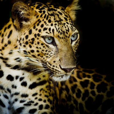 Leopard pogled sa strane crna pozadina Default Title