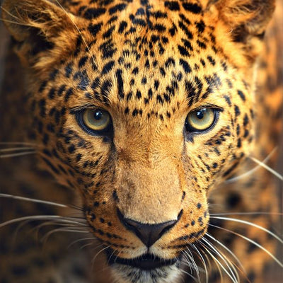 Leopard posmatra Default Title