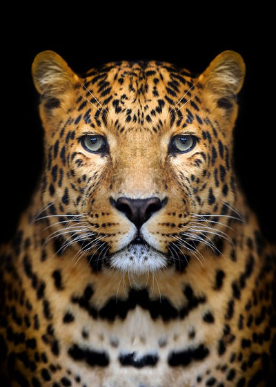 Leopard prelepa macka Default Title