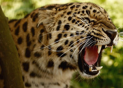 Leopard rika leoparda Default Title