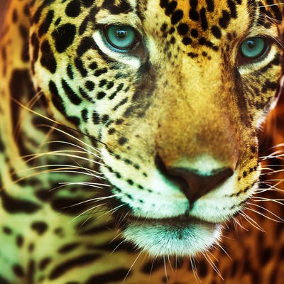 Leopard sa plavim ocima Default Title