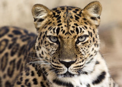 Leopard se naljutio Default Title