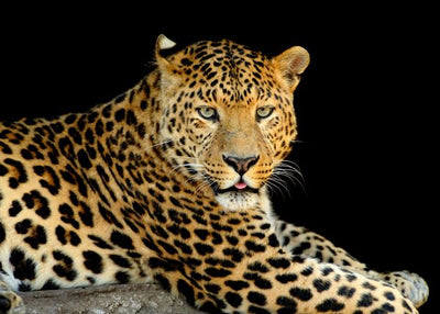 Leopard zenka Default Title