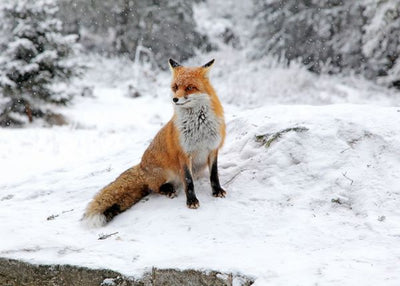 Lisica sedi na snegu i ceka Default Title