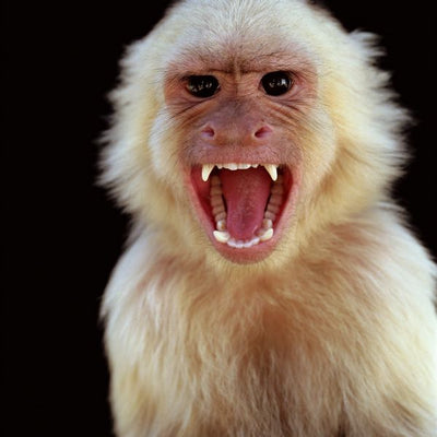 Majmun beli zubi Default Title