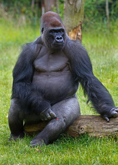 Majmun Gorila sedi Default Title