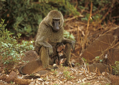 Majmun i beba mala Default Title