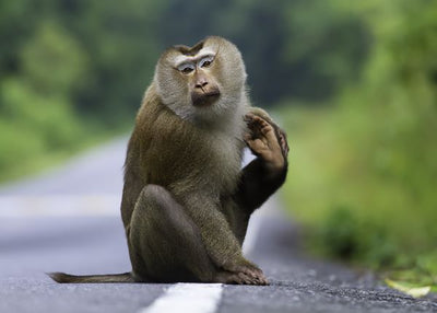 Majmun na putu Default Title