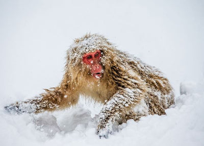 Majmun na snegu Default Title