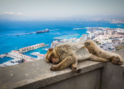 Majmun odomor na terasi Default Title