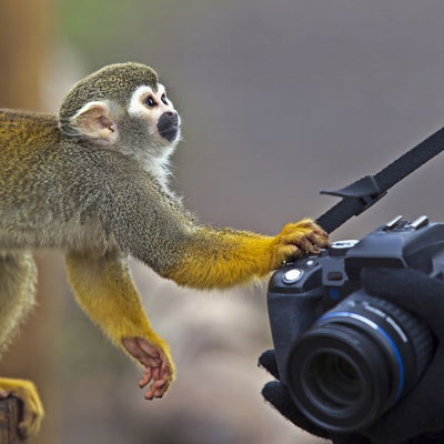 Majmun sa fotoaparatom Default Title